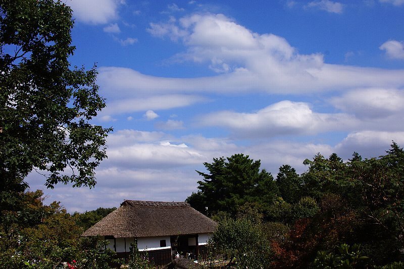 昭和記念公園☆秋明菊と茅葺屋根と青空_a0355365_16143248.jpg