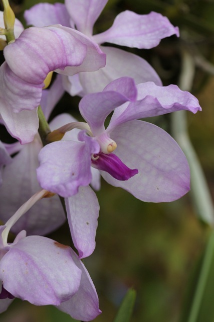 Vanda.coerulea fma.delicata_d0007501_10513526.jpg