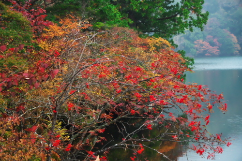 奥日光　湯ノ湖の湯滝側の紅葉1_a0263109_17004635.jpg