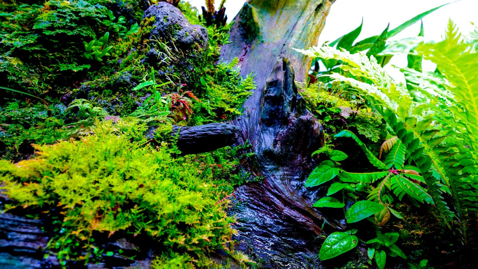 神座のラーメンとジメジメした植物の景色。_b0029315_21035270.jpg
