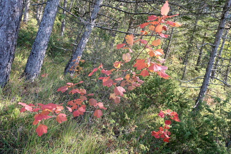 紅葉を宝探すように歩くラヴェルナの森_f0234936_23100492.jpg
