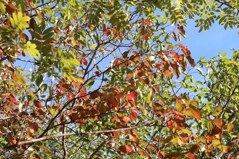 紅葉を宝探すように歩くラヴェルナの森_f0234936_23241491.jpg