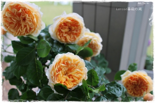 クラウン プリンセス マルガリータ 4 29の様子 La Rose 薔薇の庭