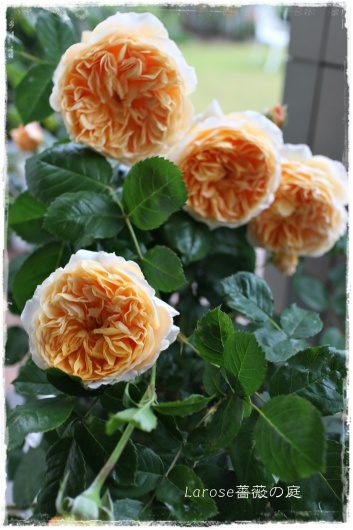 クラウン プリンセス マルガリータ 4 29の様子 La Rose 薔薇の庭