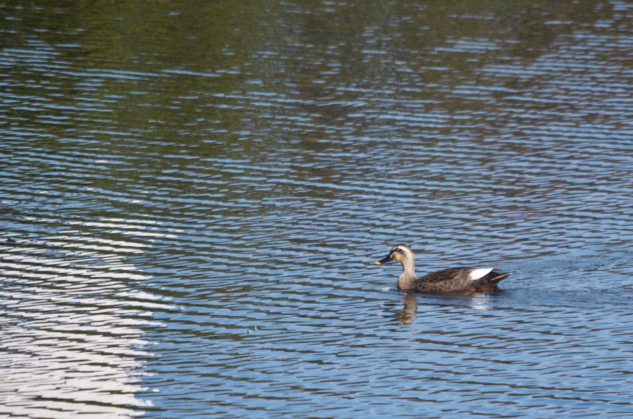 仙禄湖の鳥_c0134064_09411537.jpg