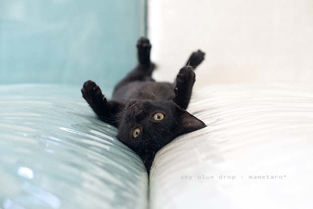 黒猫あるある_d0355575_11590112.jpg
