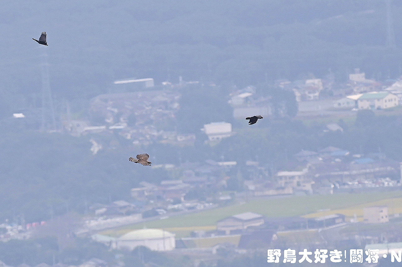 モビング_f0059882_05354321.jpg
