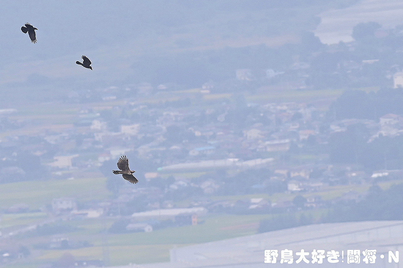 モビング_f0059882_05360366.jpg