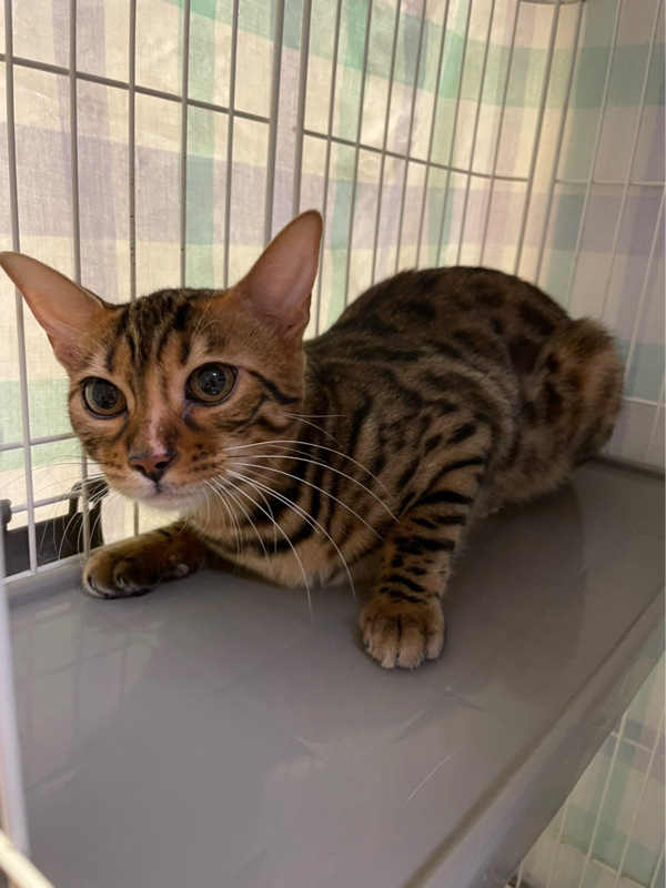 代表軍にゃんにベンガル猫7ヶ月がやってきました : NPO法人 府中