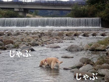 まだ川に入るの!? _c0182012_13161345.jpg