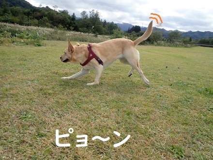 まだ川に入るの!? _c0182012_13161665.jpg
