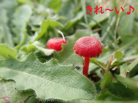 まだ川に入るの!? _c0182012_13161828.jpg