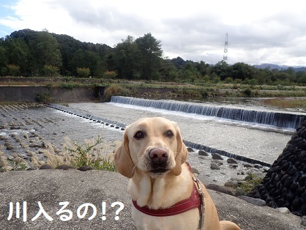 まだ川に入るの!? _c0182012_13162047.jpg