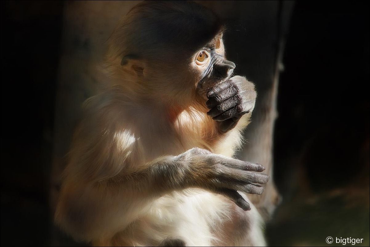 幼児 動物たち 光と影