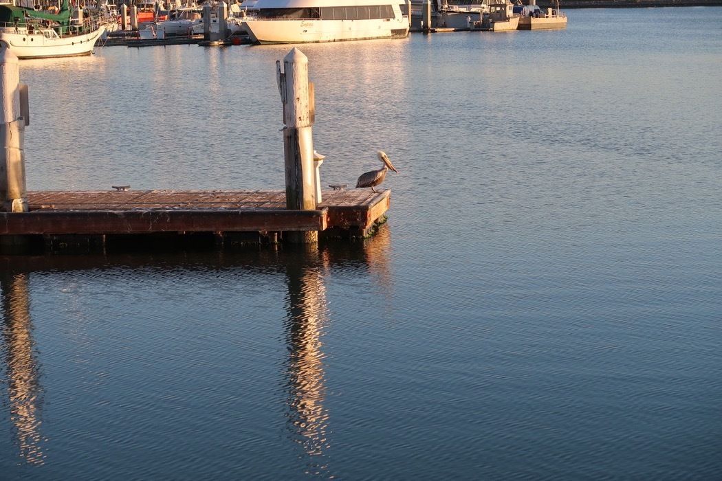 Brown Pelican 2_a0397115_16304655.jpg