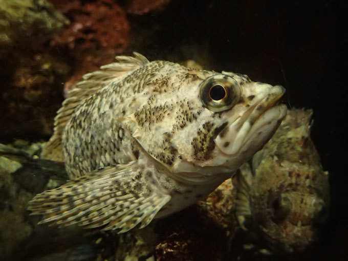 京急油壺マリンパーク「魚の国」：姿や形を変えて②～ムラソイとカサゴ : 続々・動物園ありマス。