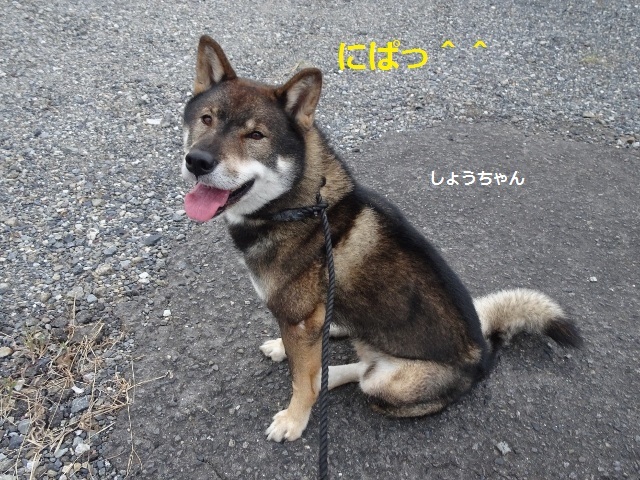 四国犬 テツカナ今日この頃 翔ちゃんもいるよ 四国犬 テツカナ今日この頃 翔ちゃんもいるよ