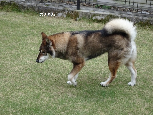 四国犬 テツカナ今日この頃 翔ちゃんもいるよ 四国犬 テツカナ今日この頃 翔ちゃんもいるよ