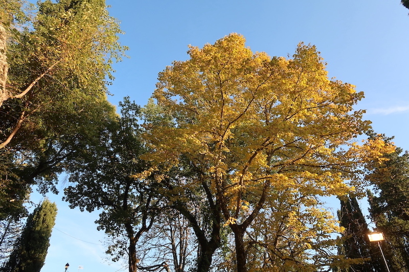 菩提樹の黄葉きれいミケランジェロ生地の栗祭り_f0234936_23342554.jpg