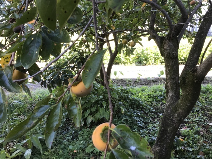 寒くなってきました_d0101846_06090564.jpeg