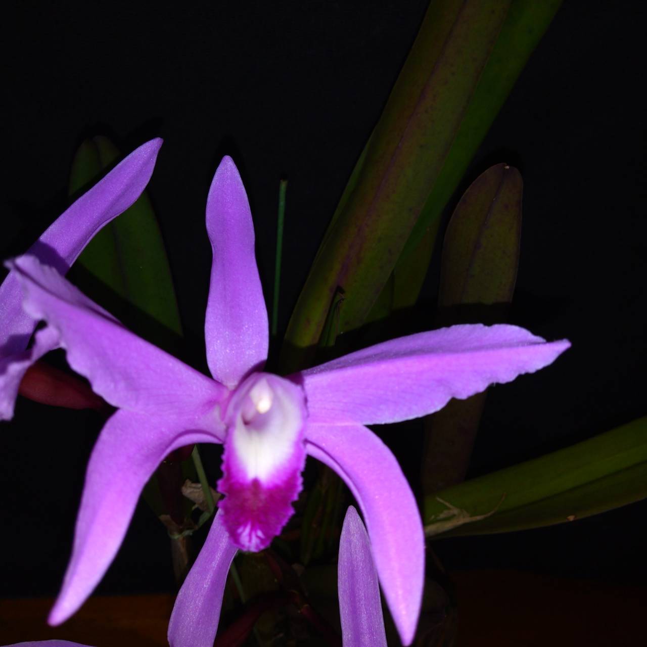 中村静枝さんからCattleya perriniiの花便り : 所沢洋蘭会 中村静枝さんからCattleya perriniiの花便り : 所沢洋蘭会