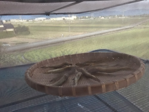 ハゼの甘露煮づくりレシピ 鮎毛鉤釣りの旅 ハゼの甘露煮づくりレシピ 鮎毛鉤釣りの旅