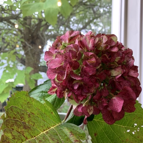桜川の桜並木は すっぽり秋色に染まりました きれいだ〜_a0134394_08212833.jpeg