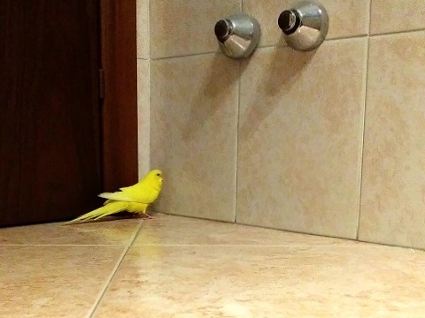 すみっコ安心のPたん_d0006400_01493767.jpg