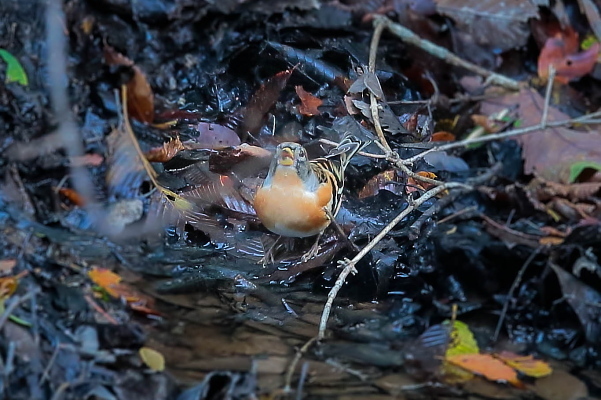 やっと飛来した冬鳥_e0413627_16401323.jpg