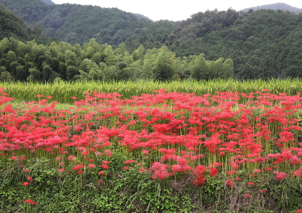 葛城市　寺口　彼岸花　夕焼け_c0108146_20350467.jpg