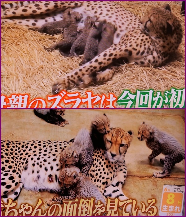 可愛い動物の赤ちゃん達Ⅱ!(^^)!_b0364186_21575814.jpg