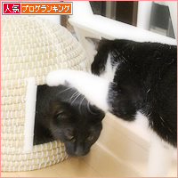 お兄ちゃんのチカラ_a0389088_15280848.jpg