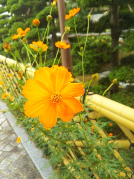 ふらりと金亀山に。_b0210688_16395376.jpg
