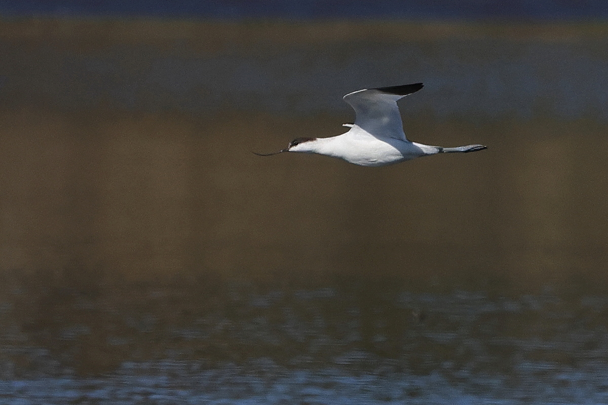 ソリハシセイタカシギ ③ 遠くの水平飛行_f0369315_20143594.jpg
