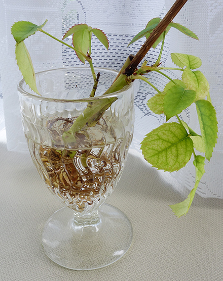 薔薇の根が!?★ムスコー2回目終了_a0383340_14352878.jpg
