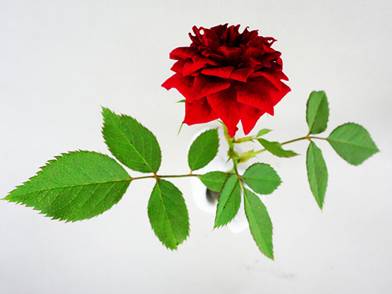 薔薇の根が!?★ムスコー2回目終了_a0383340_14362419.jpg