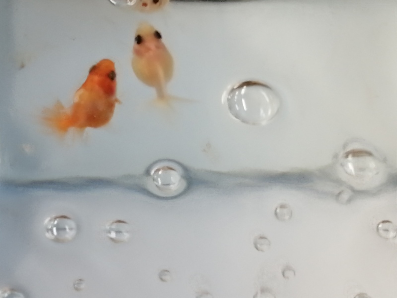 ぽっちゃり故に手泳ぎ ピンポンパール めちゃくちゃ可愛い ぽっちゃり小赤の金魚ブログ ぽっちゃり故に手泳ぎ ピンポンパール めちゃくちゃ可愛い ぽっちゃり小赤の金魚ブログ