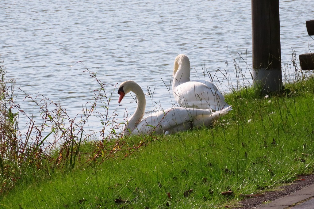 水戸の偕楽園公園で散策 最終回です_b0236251_17462184.jpg
