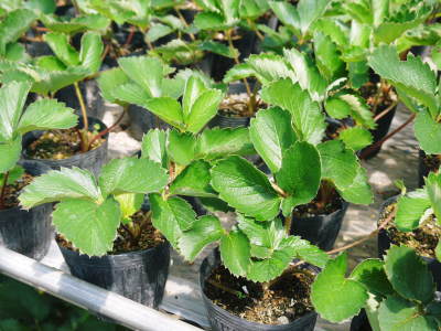 完熟紅ほっぺ 定植後の様子を現地取材(2021) 令和3年度も12月上旬からの出荷予定です! _a0254656_17304110.jpg