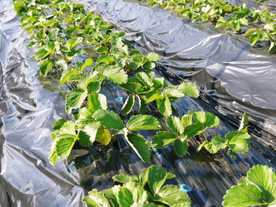 完熟紅ほっぺ 定植後の様子を現地取材(2021) 令和3年度も12月上旬からの出荷予定です! _a0254656_17491578.jpg