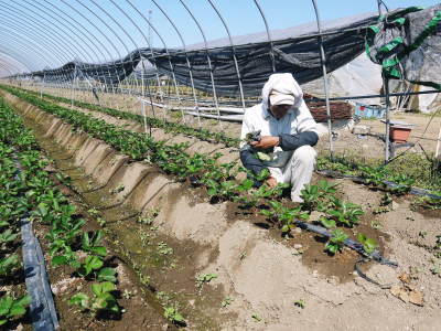 完熟紅ほっぺ　定植後の様子を現地取材(2021)　令和3年度も12月上旬からの出荷予定です！ _a0254656_18035140.jpg