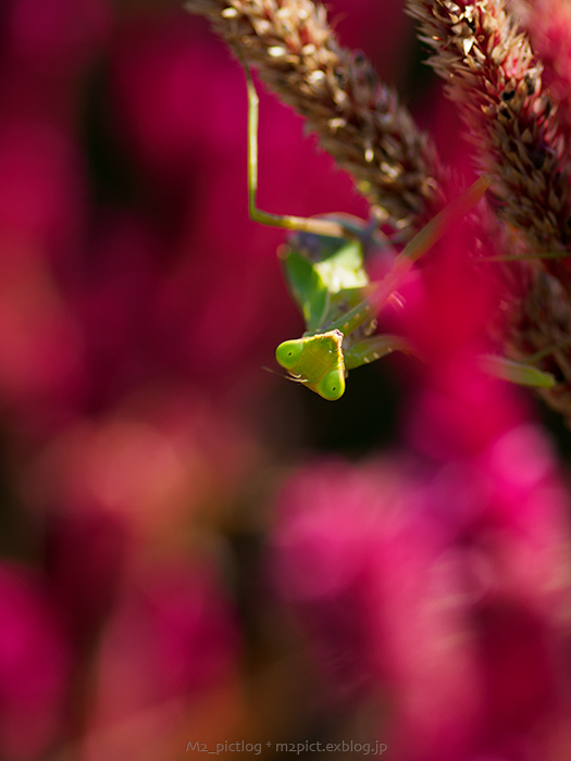 ノゲイトウの花の中で_e0097970_21590040.jpg