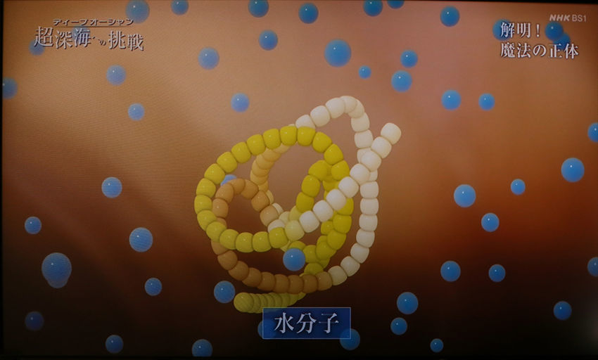 超深海 水深8000m~10000m の世界に住む生物_a0105680_11085118.jpg