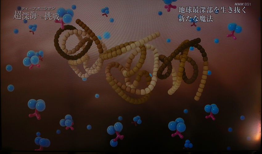 超深海 水深8000m~10000m の世界に住む生物_a0105680_11135321.jpg