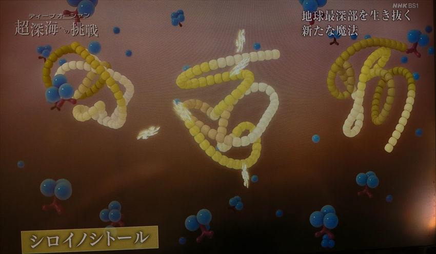 超深海 水深8000m~10000m の世界に住む生物_a0105680_11145502.jpg