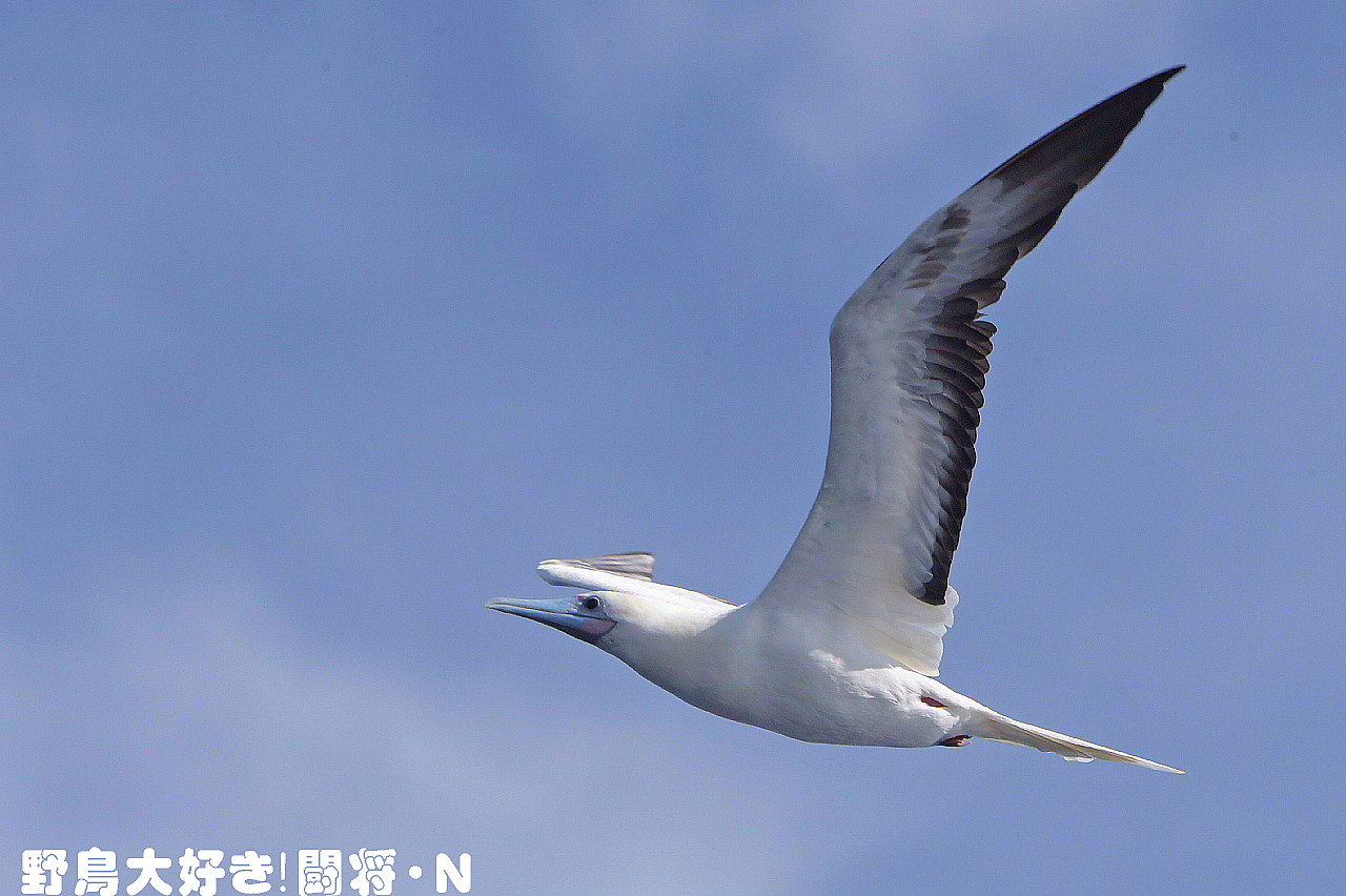 アカアシカツオドリです アカアシカツオドリ（rubripes） - eBird