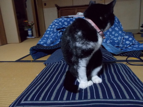 炬燵出ました・モンタン遺言_a0203003_09005874.jpg