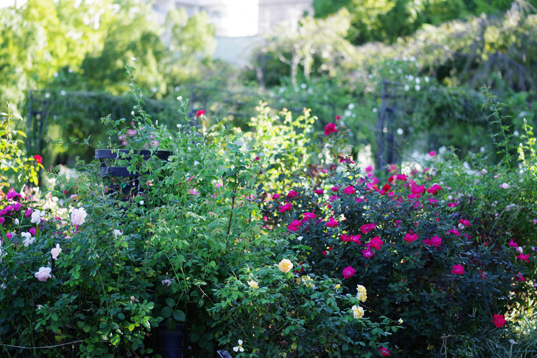 山下公園　薔薇　3_b0151409_20413185.jpg