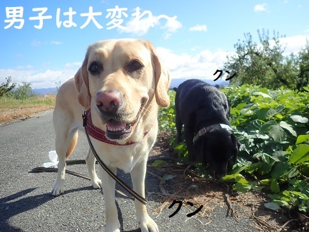 ストーブ犬はじめました。_c0182012_12175105.jpg