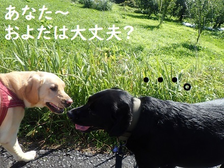 ストーブ犬はじめました。_c0182012_12175418.jpg